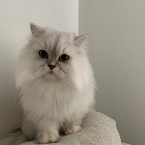 Meet your Posher, Audrey